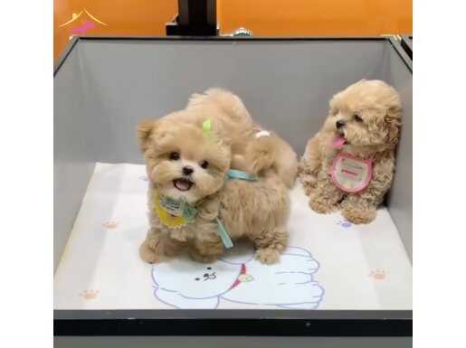 Teacup Maltipoo Yavrularımız 