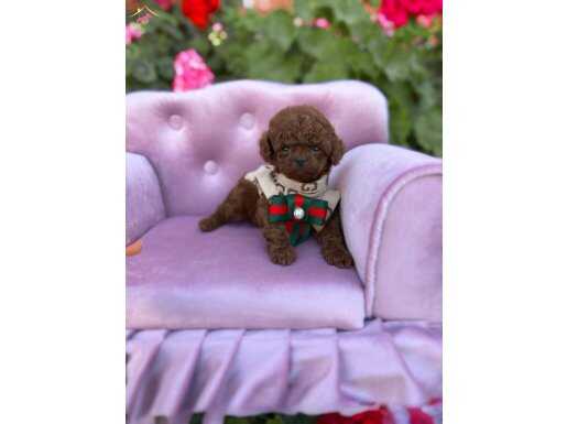 Kore Toy Poodle Yavrularımız 