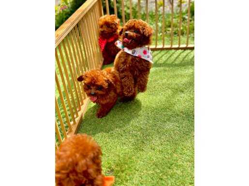 Çin'den Gelen Kore Poodle Yavrularımız 