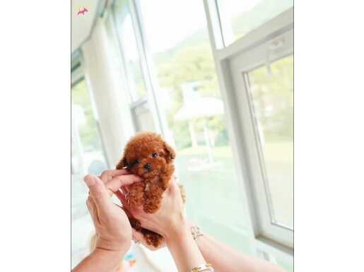 Teacup Poodle Yavrularımız 