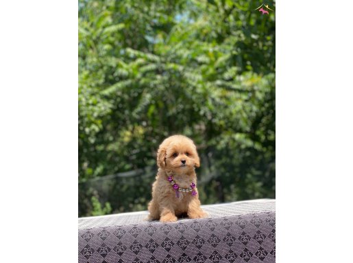 Kore Maltipoo Yavrularımız 