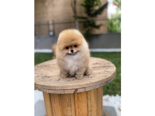 Ayı Surat Garantili Ukrayna Şampiyonu Yavrumuz 