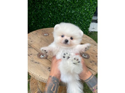  Show Class tedy  Face Pomeranian Boo  Yavrular