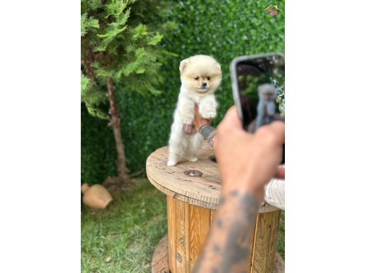 Ayı Surat Pomeranian Bebekler 