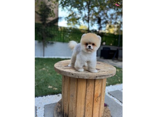Tatlı Oyuncu Pomeranian Boo Oğlumuz Rubby