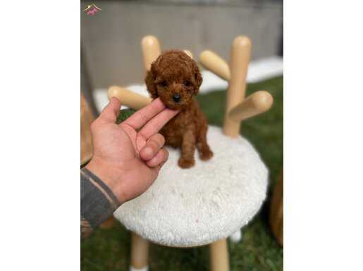 Kore Teacup Tedy Poodle Yavrularım 