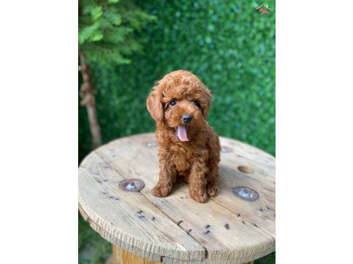 Kore Poodle Yavrularımız 