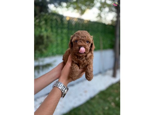 B şecere Belgeli Poodle   Yavrularımız 