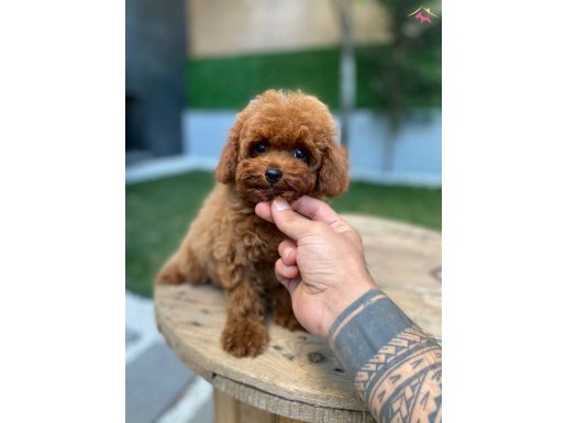 Tayland Girişli Kore Boy Yavrularımız 