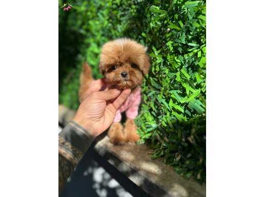 Orjinal Kore Maltipoo Yavrularımız 