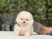 Taylan Girişli Pomeranian Boo Yavrularımız 