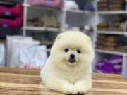 Teacup Boy Kore Pomeranian Boo Yavrularımız 