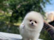 Ayı Pomeranian Boo Yavrularımız 