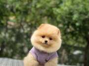 Irk ve Sağlık Garantili Pomeranian Boo Yavrularımız 