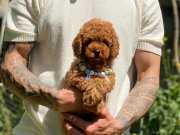 Dark Brown Poodle Yavrularımız 