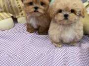 Çin Girişli Maltipoo Yavrularımız 