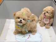 Teacup Maltipoo Yavrularımız 