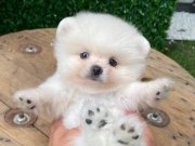  Show Class tedy  Face Pomeranian Boo  Yavrular