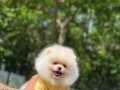 En Mükemmel Pomeranian Boo Yavrularımız 