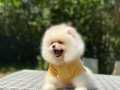 Tedy Face Pomeranian Boo Yavrularımız 