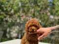 Teacup Boy Kore Poodle Yavrularımız 