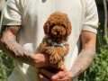 Dark Brown Poodle Yavrularımız 