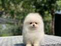 Popüler renk Pomeranian Boo Yavrularımız 