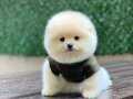 Tedy Bear Pomeranian Boo Yavrularımız 