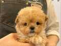 Kore Girişli Maltipoo Yavrular