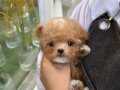 Irk ve Sağlık Garantili Maltipoo Yavrularımız