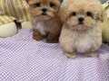 Çin Girişli Maltipoo Yavrularımız 