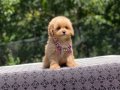 Kore Maltipoo Yavrularımız 