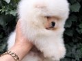 Luvpaw dan Ayı Surat  Pomeranian Boo Yavrumuz 