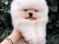 Luvpaw dan Ayı Surat  Pomeranian Boo Yavrumuz 