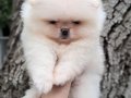 Luvpaw dan Ayı Surat  Pomeranian Boo Yavrumuz 
