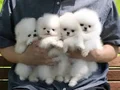 Luvpaw dan Tedy Bear Karbeyaz Pomeranian Boo Yavrularımız 