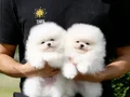 Luvpaw dan Tedy Bear Karbeyaz Pomeranian Boo Yavrularımız 