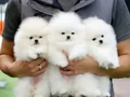 Luvpaw dan Tedy Bear Karbeyaz Pomeranian Boo Yavrularımız 