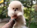 Villamızdan Pomeranian Boo Yavrularımız 