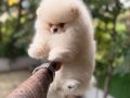 Villamızdan Pomeranian Boo Yavrularımız 