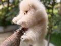 Villamızdan Pomeranian Boo Yavrularımız 