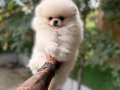 Villamızdan Pomeranian Boo Yavrularımız 
