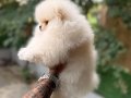 Villamızdan Pomeranian Boo Yavrularımız 