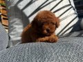 Micro Kore Poodle Yavrularımız 