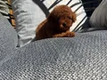 Micro Kore Poodle Yavrularımız 