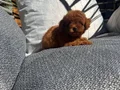 Micro Kore Poodle Yavrularımız 