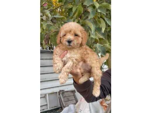 Poodle kalitesinde Maltipoo
