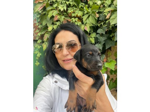 Asil ırk olan Doberman yavrularım 
