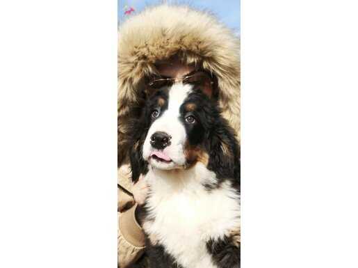 Pofuduk tombiş yavrular 