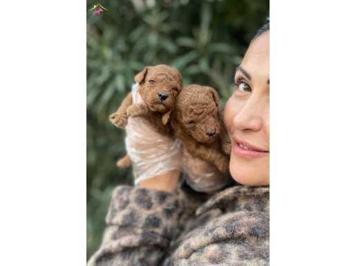 Poodle Bebekler Apricot ve Red 